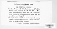 Arcyria denudata image